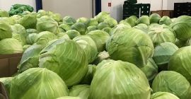 Fehér káposztát kínálunk eladásra, friss piacra és feldolgozásra egyaránt.