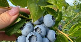 Buongiorno, abbiamo una grande quantità di mirtilli, se siete