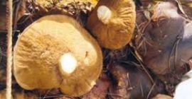 We sell homegrown wild mushrooms type: Dried and brined