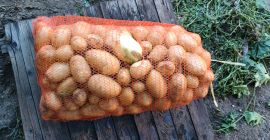 I am selling 16 t of carrera variety potatoes.