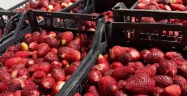 we have avilably 60 ton strawberry for sale, contakt