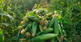Super Sweet Corn from Sicily - Fresh and Natural