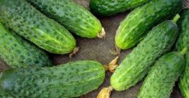 Field grown gherkins, various sizes from 3cm to 10cm,