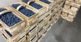Mirtillo confezionato da 3 kg in cassette di legno.
