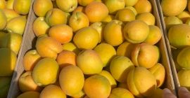 SRL &quot;DALEXGRUP COM&quot; sells fresh apricots, pineapple variety, Kyoto.