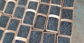 Здравейте, продавам боровинки Duke и Earlyblue. Възможно вземане на