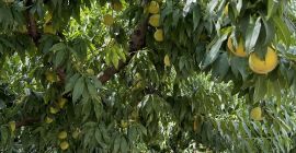 I will sell peaches straight from Greece (around Olympus)
