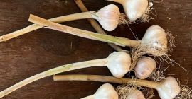 I sell Romanian garlic, own production. I guarantee the