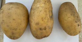 Patatas clase extra, calibre 5+, plazos de entrega FCA,