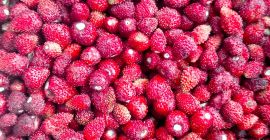 Frozen wild strawberries for sale. Country of origin Poland.