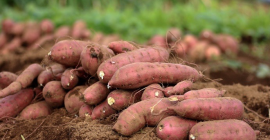 Possiamo fornirti le migliori patate dolci in qualsiasi quantità