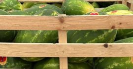 Wassermelonen spanischen Ursprungs. Es wird in ganz Europa exportiert