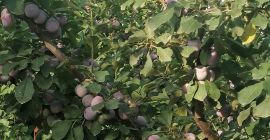 I am selling edible plums 5 lei per kg