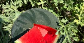 Ich verkaufe Wassermelonen in großen Mengen. Ich suche eine