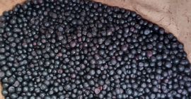 We offer Frozen Wild blueberries LT Original : Lithuania