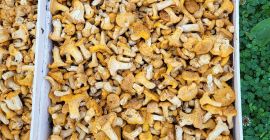 Today we JSC M&KO offer fresh Chanterelles Mushrooms Orginal