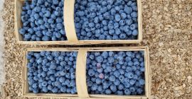 Bluegold blueberries for sale. Large fruits.