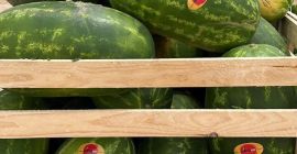 Wassermelone spanischen Ursprungs. Verfügbar für den Versand überall in