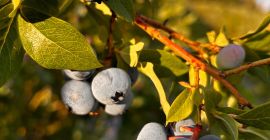 I will sell organic blueberries with an agrobiotest certificate.