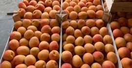 We sell fresh plums. For any further information, you
