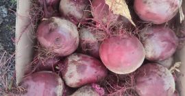 I will sell red beetroot, water variety, prepared to