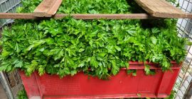 I will sell parsley. Prepared to order in bunches