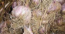 Hello, I am selling Harnaś garlic (Lubelskie Voivodeship, Krasnystaw