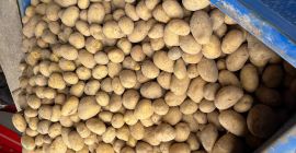 Hello, I have potatoes in a big bag and