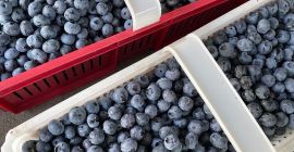Mirtilli grandi e dolci, senza fertilizzanti e irrorazione