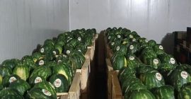 Avocado proaspăt Hass, origine Peru sau Columbia. Toate calibrele