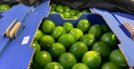 Fresh Limes Tahiti Colombia All calibers available Packaging: 4,5kg