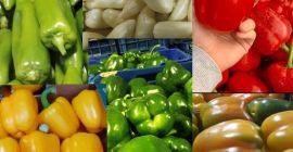 Пресни лайми Таити, Колумбия. Всички калибри са налични. Опаковка: