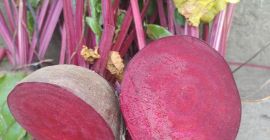 Monty red beetroot for sale. Caliber from 5-12. Healthy