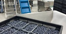 We sell blueberries, American varieties, Global GAP certificated. Our