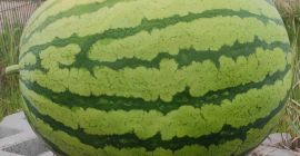 Ich verkaufe Wassermelonen, Größe 2-6kg,