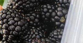 Da oggi nella nostra piantagione di Pausesti Maglasi abbiamo