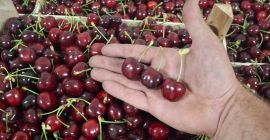 Лук "Pogačar" (Stuttgarter Reisen) мека опаковка 10 кг. Ръчно