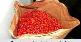 I am selling frozen poppies! Guaranteed quality! 40 tons,