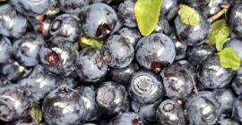 I will sell uncleaned berries for PLN 19 per