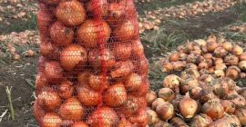 Our company sells yellow onions directly from the producer