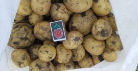 Hello. We offer extra quality potatoes from Ukraine. Different