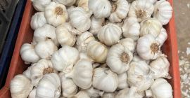 Siamo un&#39;azienda spagnola e offriamo aglio di qualsiasi dimensione,