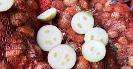 High-quality Stuttgarten Riesen for growing green feathers in greenhouses,