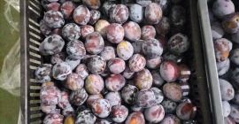 I will sell 800kg of Lepotica plums Size 32+