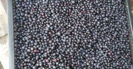 Продавам на едро количества пресни горски плодове, почистени и