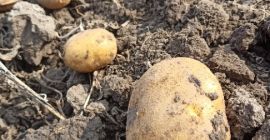 Siamo produttori di patate dalla Polonia. Proponiamo le patate