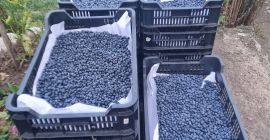 I am selling cultured blueberries for 5 euros per