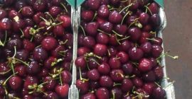 We sell cherries from Macedonian and Greek origin. Start