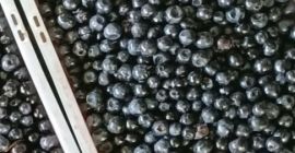 Hello, I am offering forest berries for sale straight