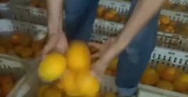 Marokkanische Saftorangen ..variety.maroc Lat